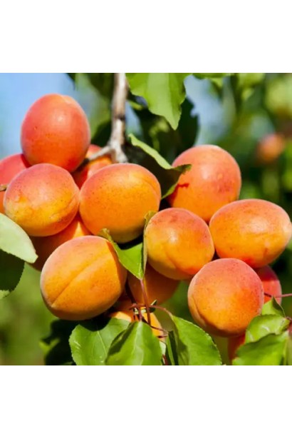 Абрикос Харгранд пізній | Абрикос Харгранд поздний | Prunus armeniaca Hargrand